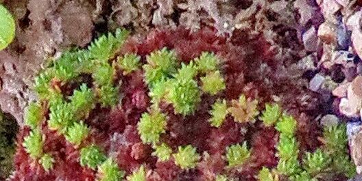 Saxifraga sancta leaf