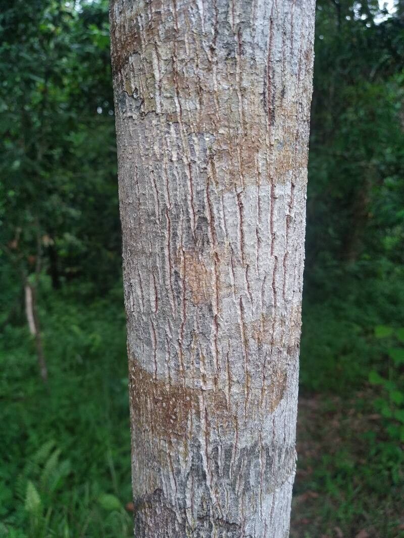 Shorea leprosula bark