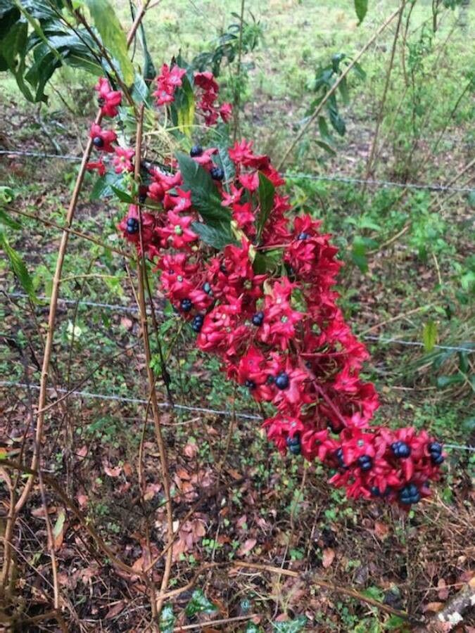 Clerodendrum indicum fruit