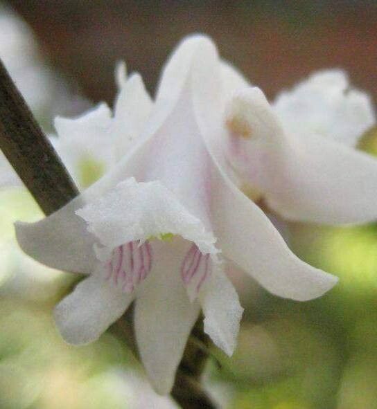 Dendrobium truncatum — houseplant care guide