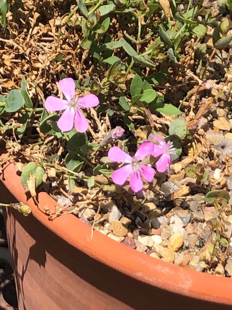 Silene montserratii flower