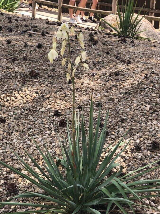Yucca pallida flower
