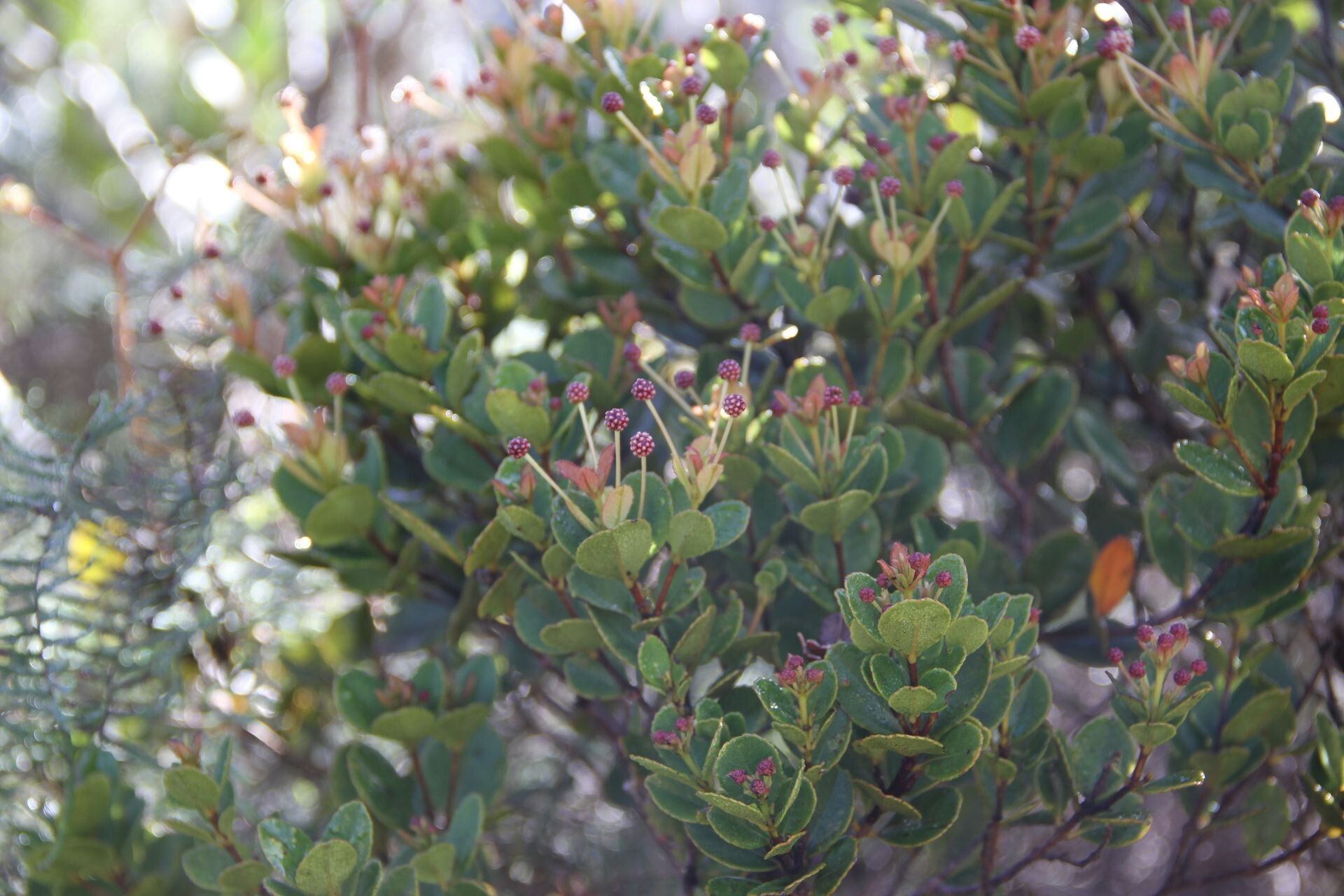 Pancheria engleriana habit