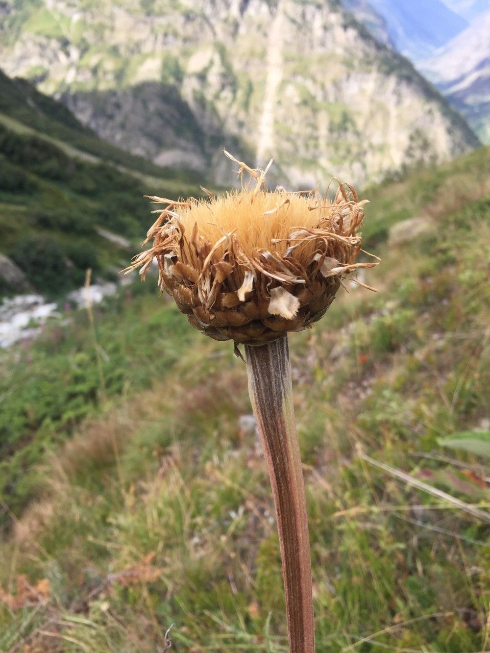 Rhaponticum scariosum fruit