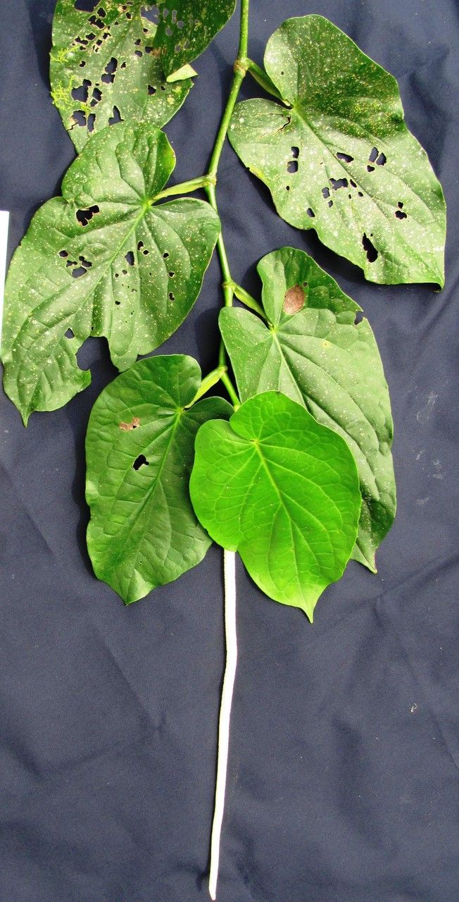 Piper pseudofimbriulatum other