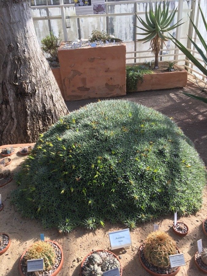 Deuterocohnia lorentziana habit