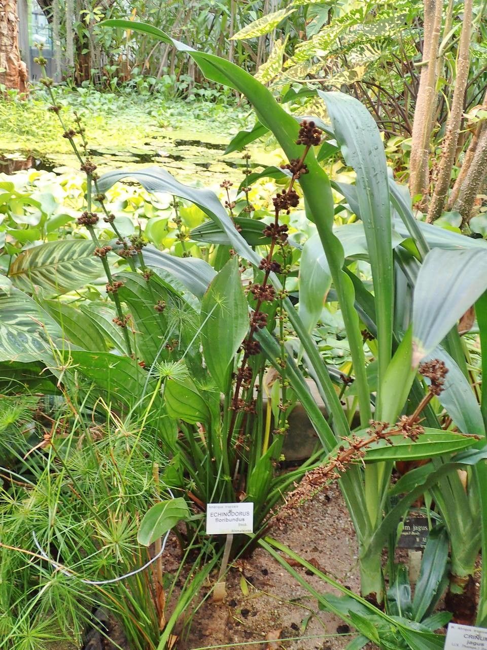 Echinodorus floribundus habit