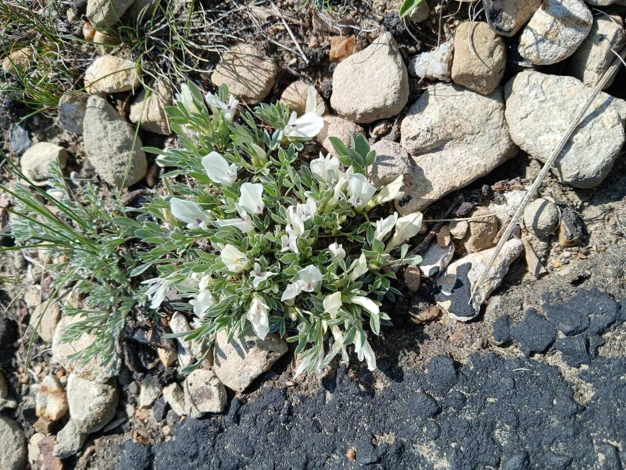 Lathyrus grimesii flower