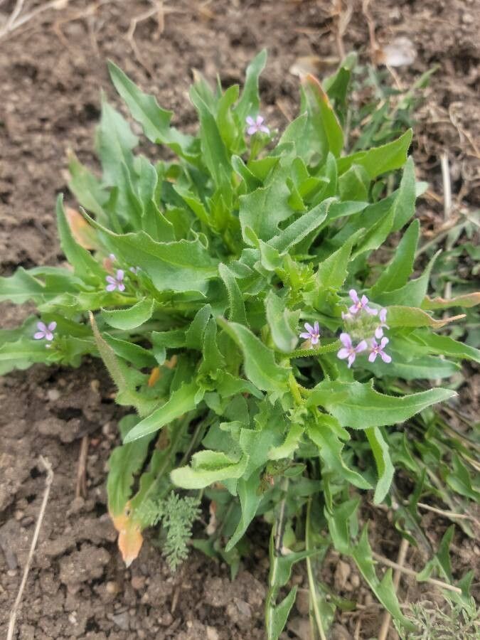 Chorispora tenella leaf