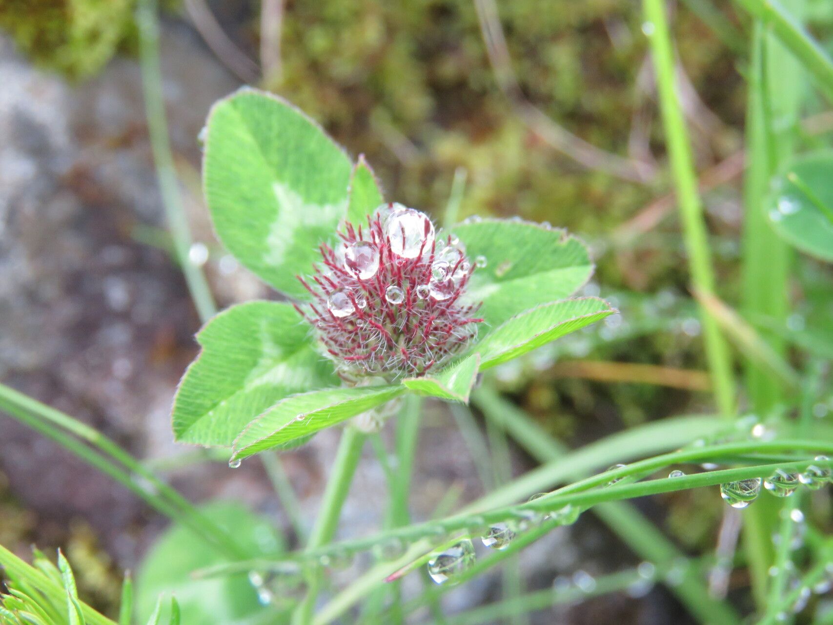 Trifolium glomeratum — search result for 'Trifolium'