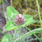 Trifolium glomeratum