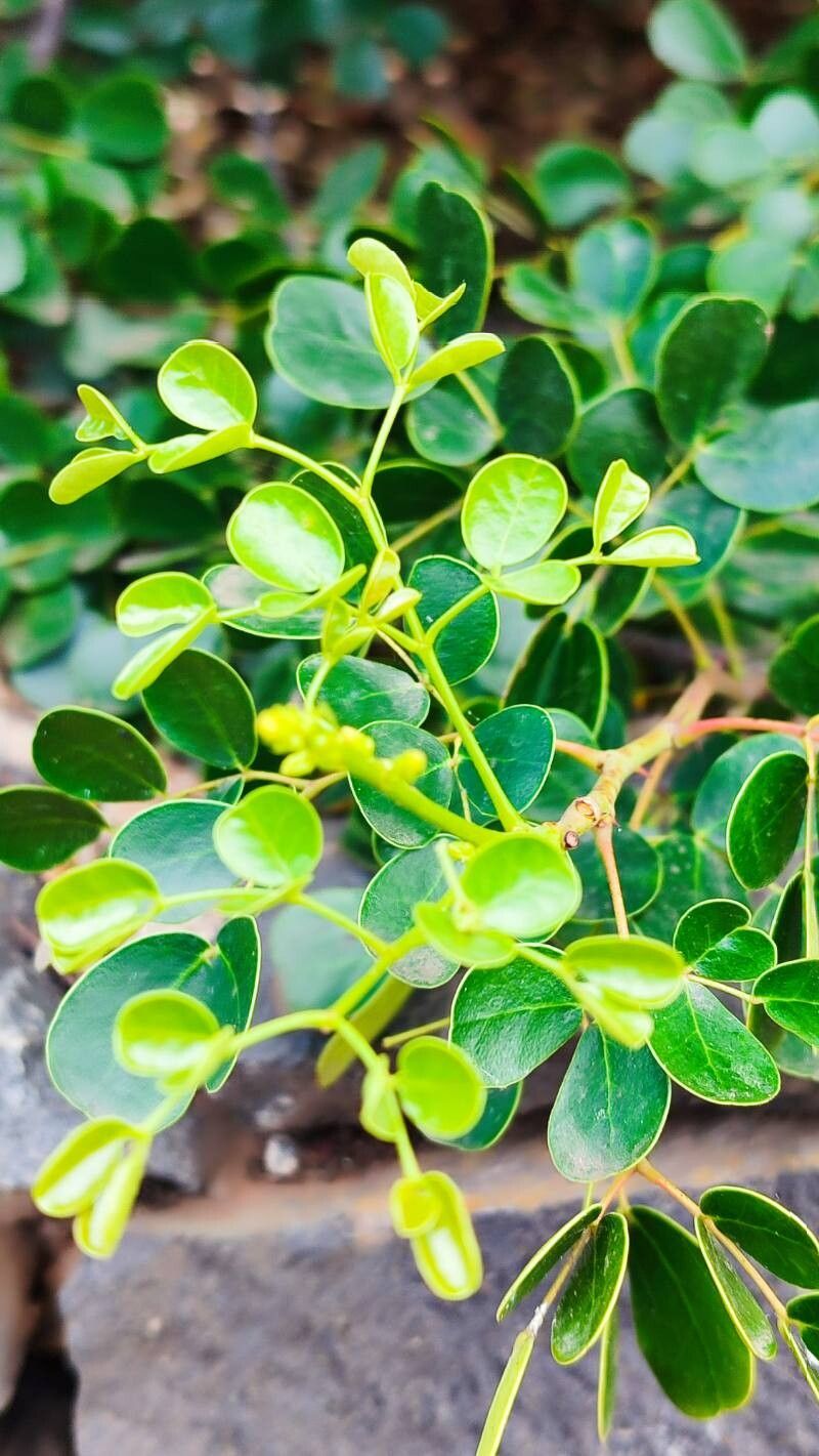 Caesalpinia vesicaria leaf