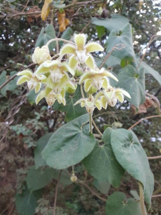 Pergularia daemia flower