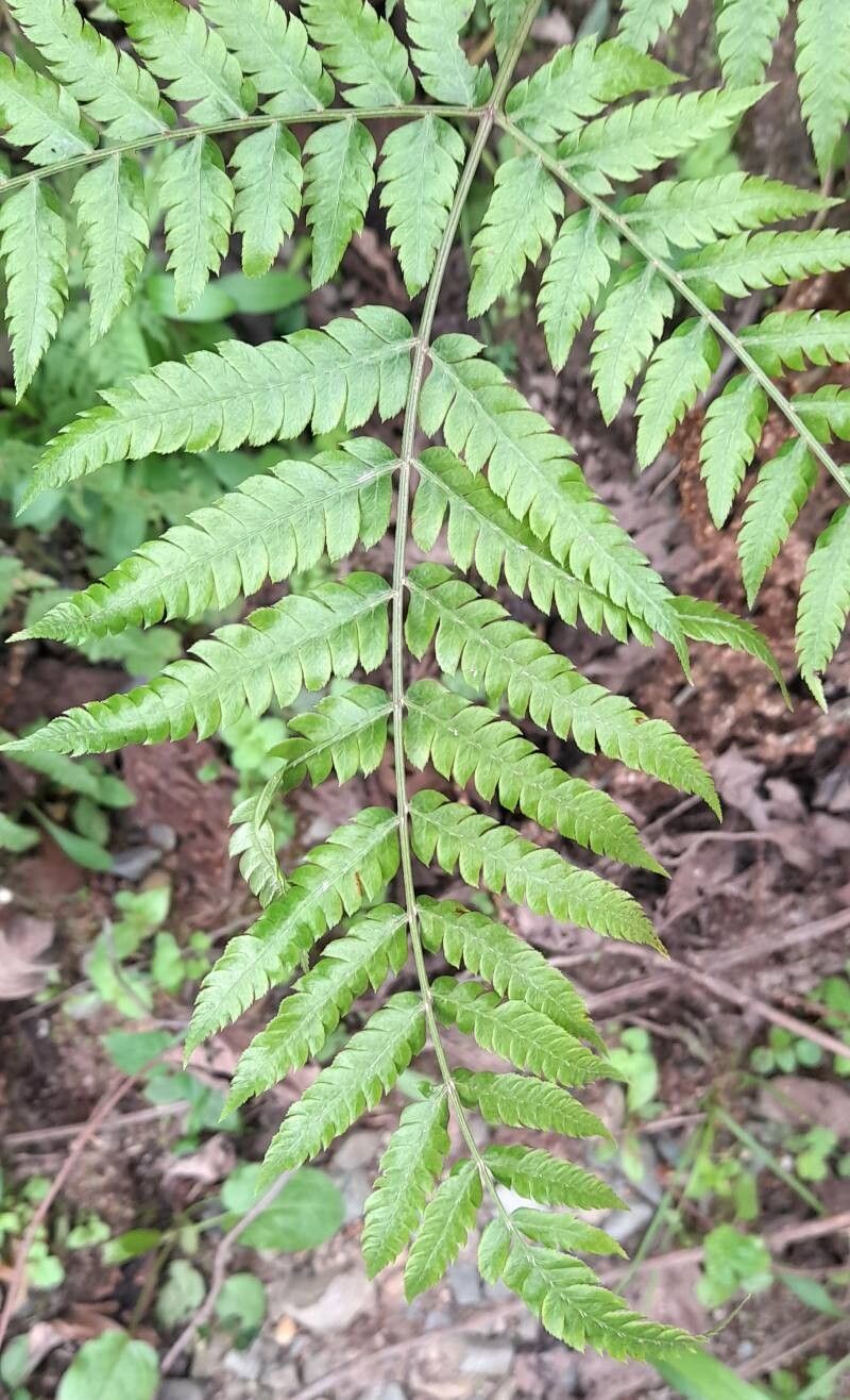 Pteris deflexa — search result for 'Pteris'
