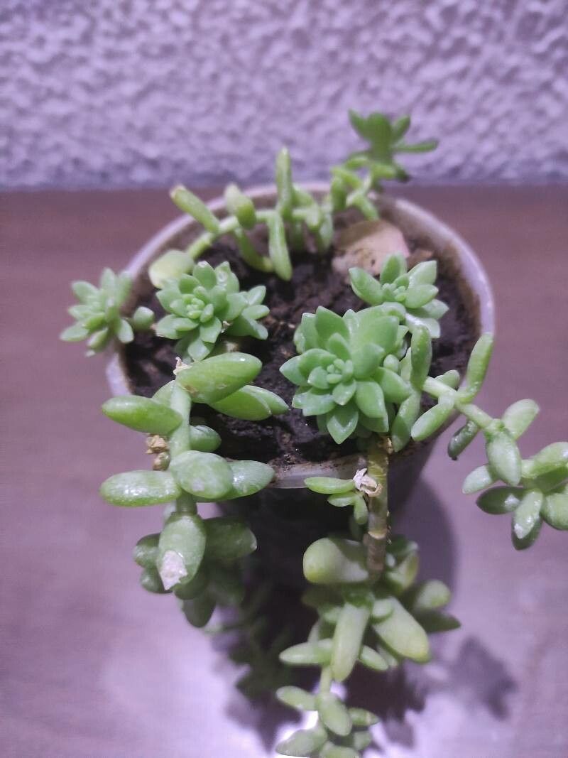 Sedum hemsleyanum