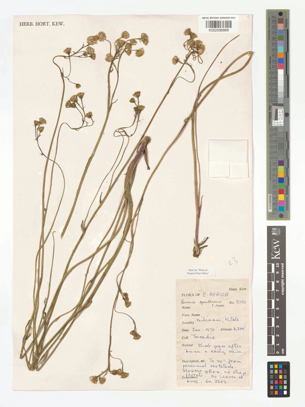 Senecio spartareus — houseplant care guide