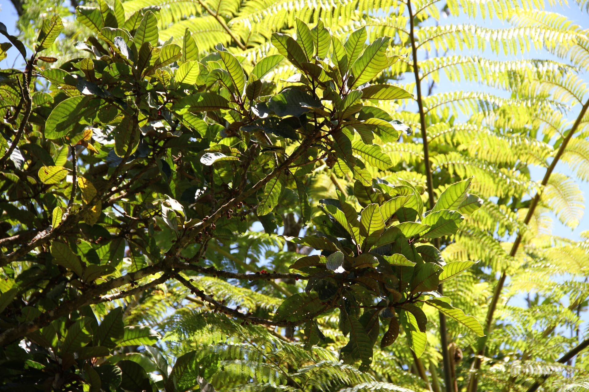 Pycnandra benthamii — houseplant care guide