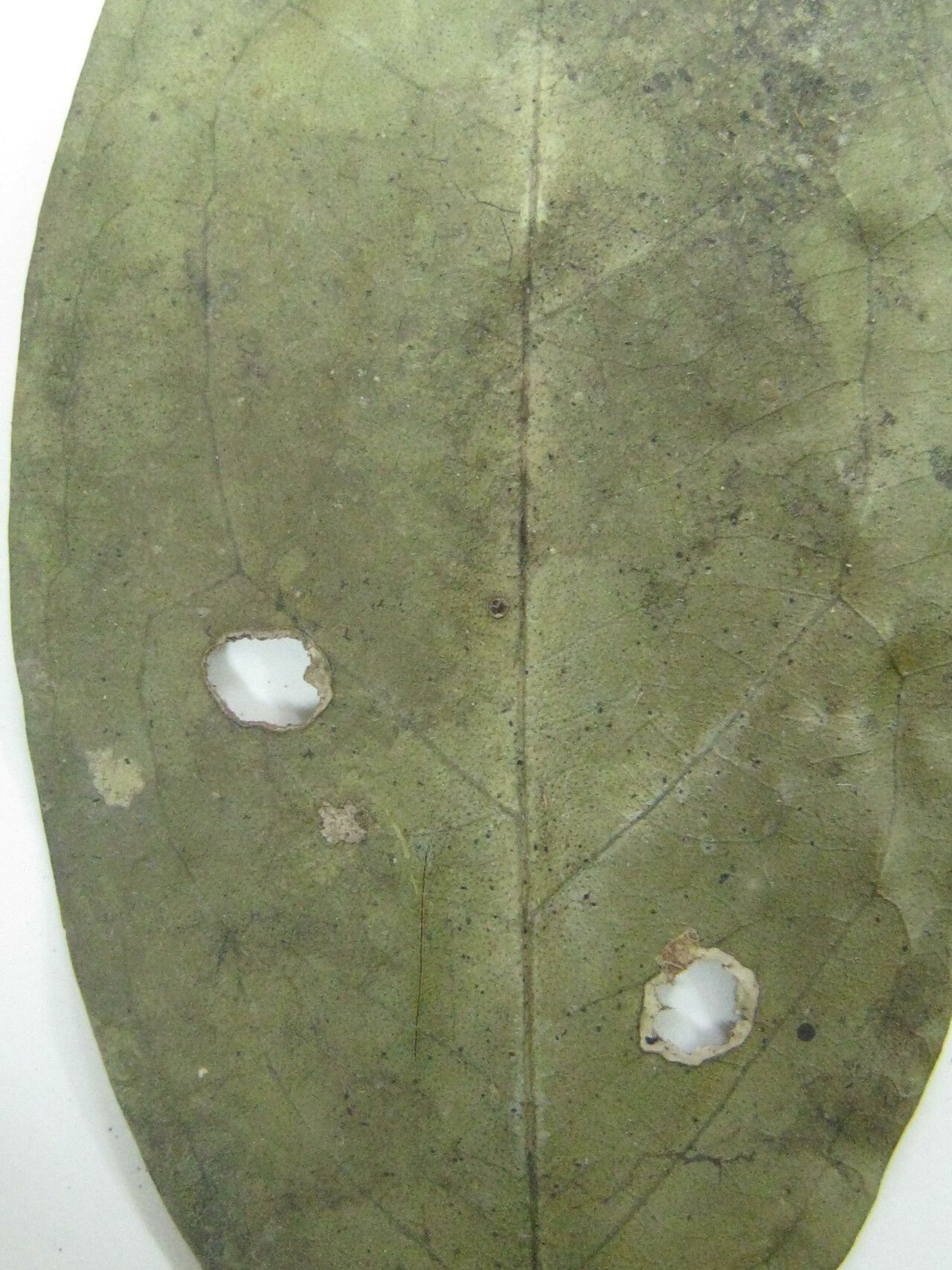 Eugenia mimus — houseplant care guide