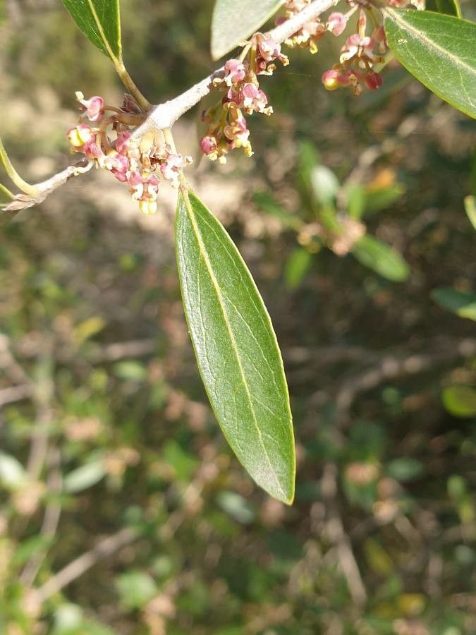 Phillyrea angustifolia leaf