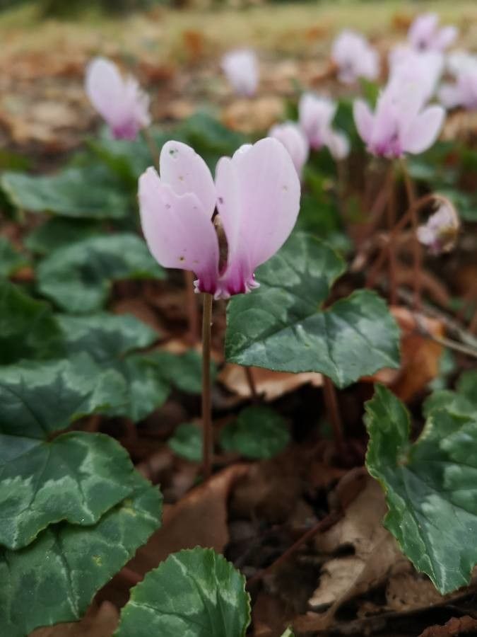 Cyclamen africanum flower