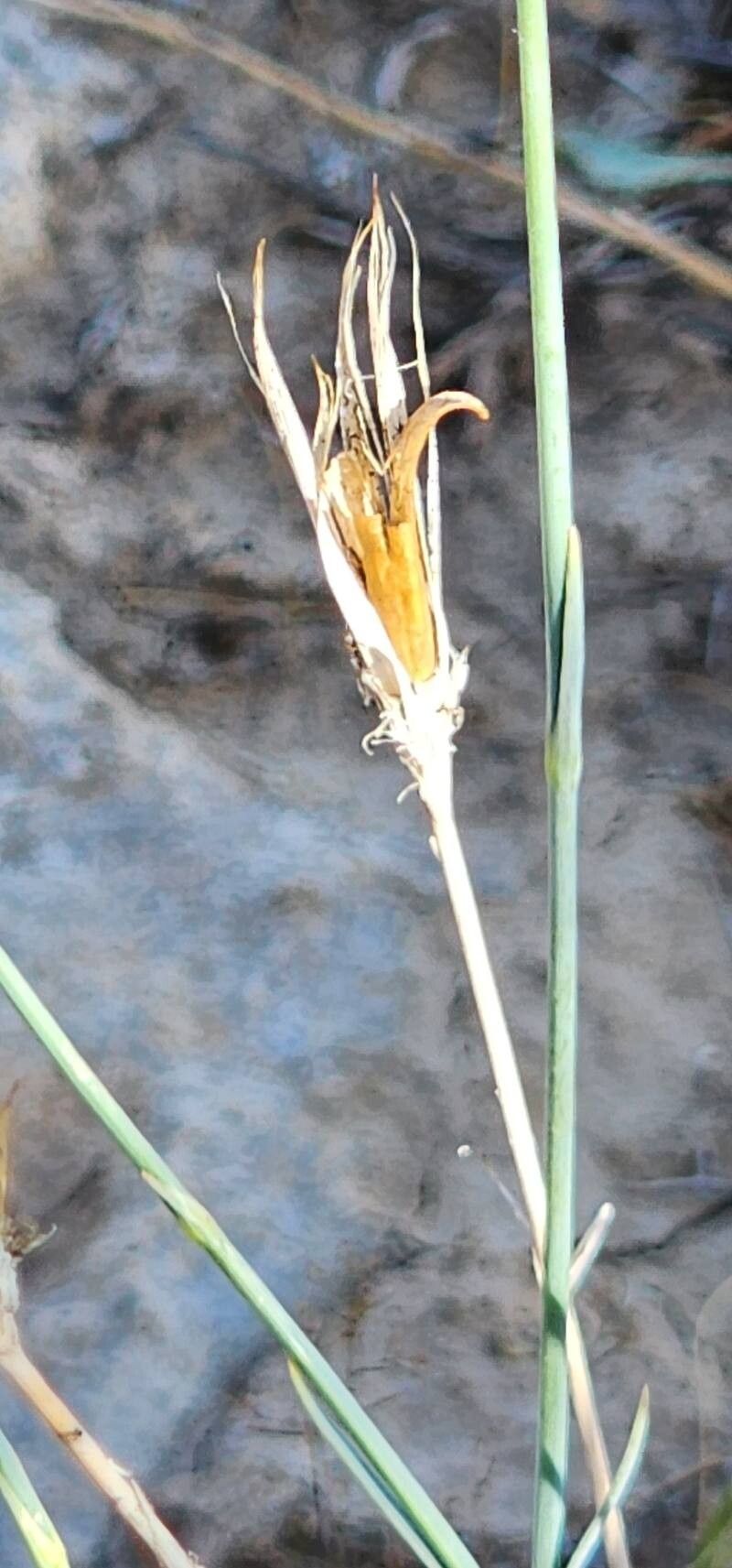 Dianthus austroiranicus fruit