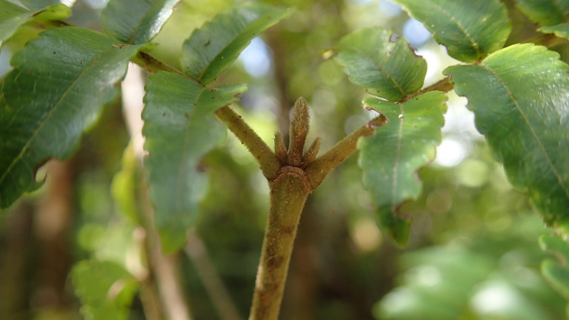 Cunonia austrocaledonica leaf