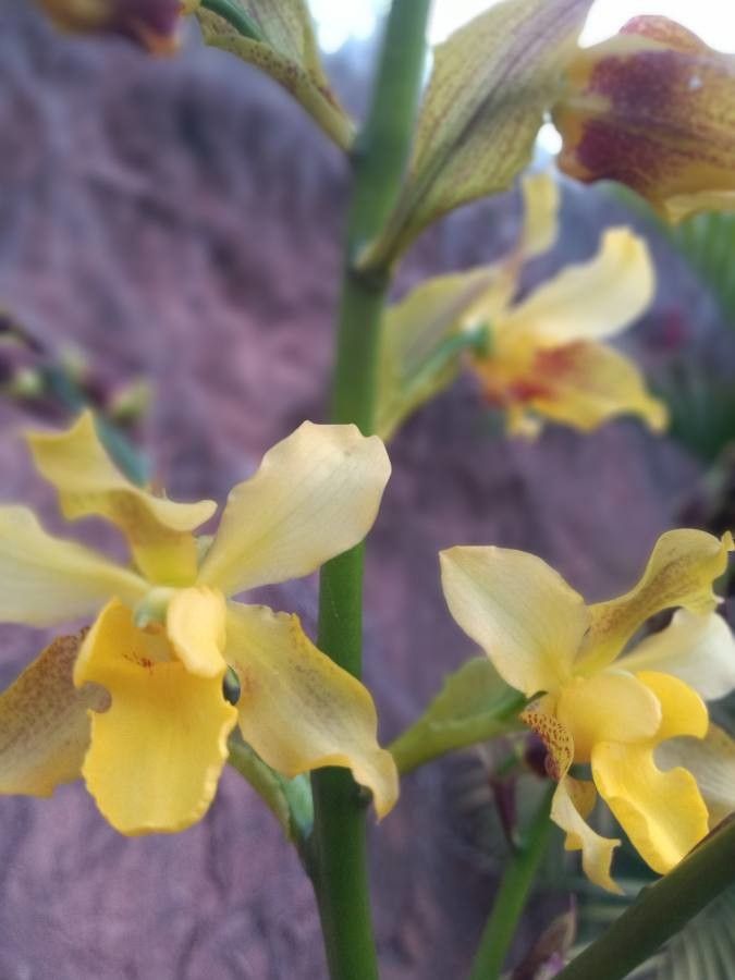 Cyrtopodium gigas flower