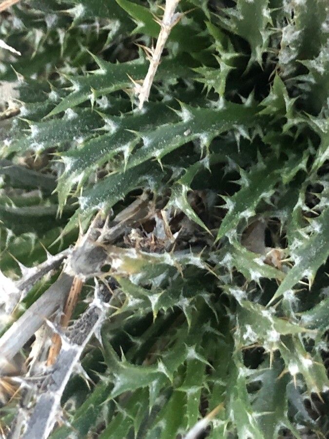 Atractylis humilis — houseplant care guide