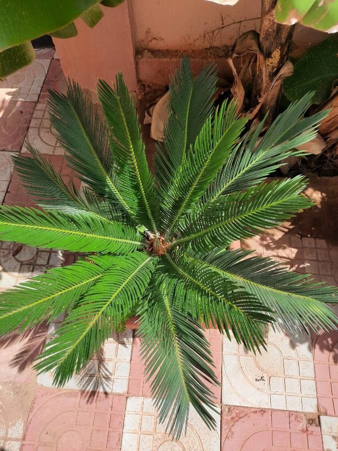 Cycas taitungensis flower