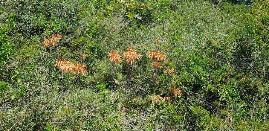 Oxera coriacea flower