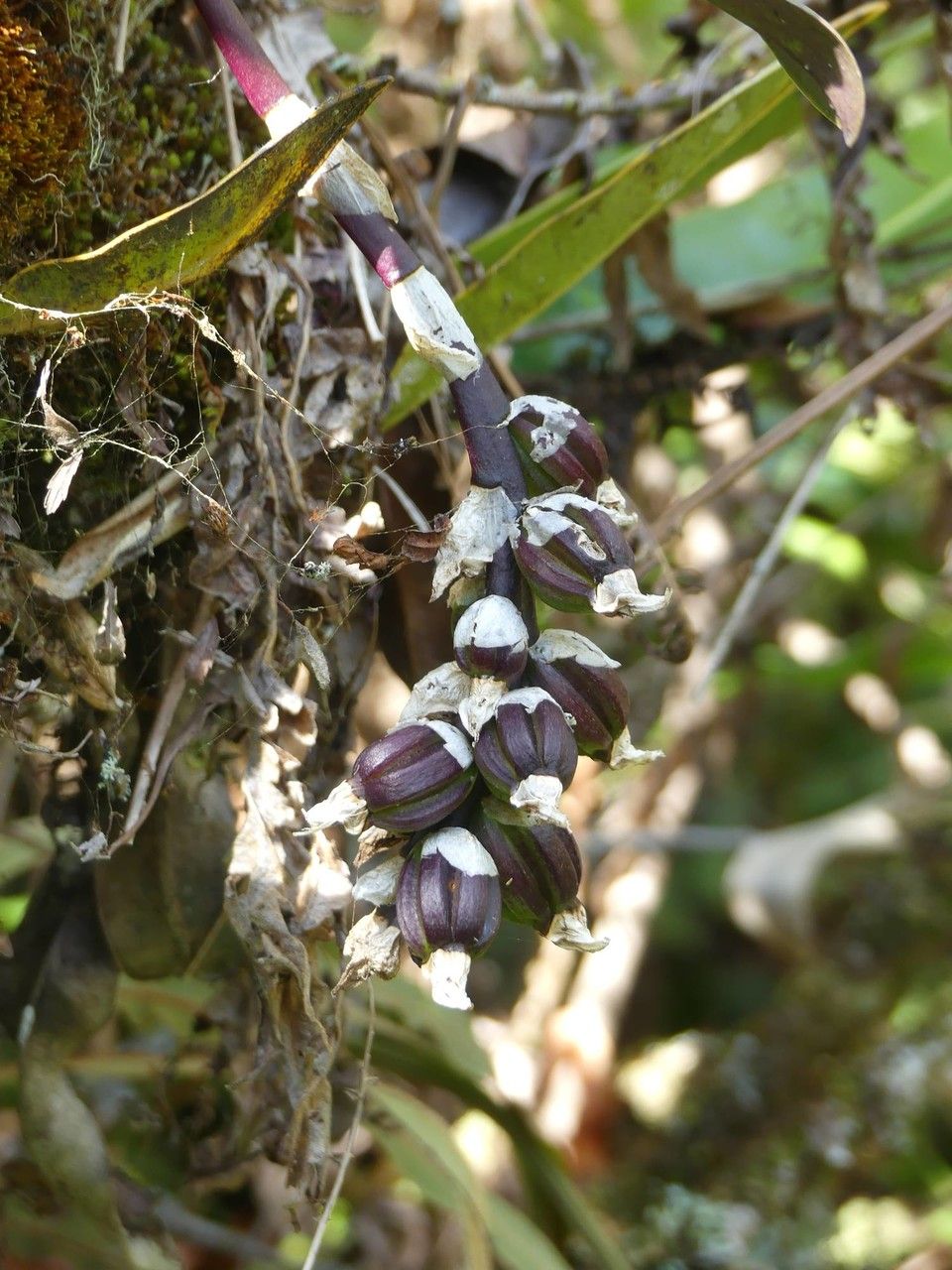 Bulbophyllum occlusum — search result for 'Bulbophyllum'