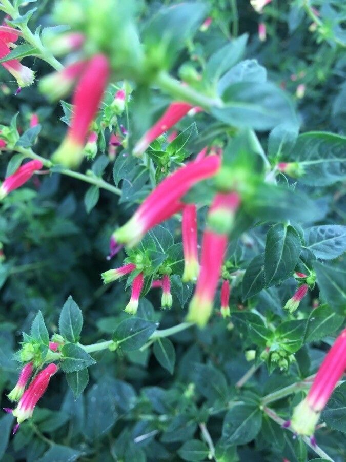 Cuphea procumbens flower