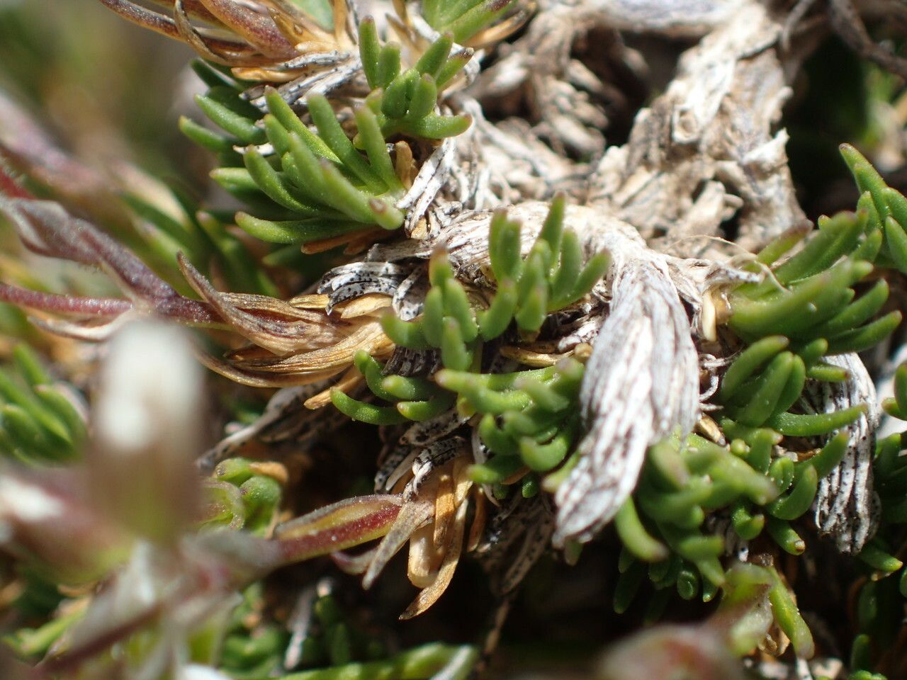Minuartia laricifolia leaf