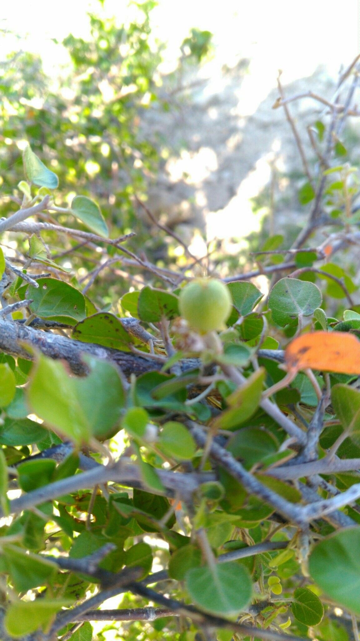 Croton ustulatus fruit