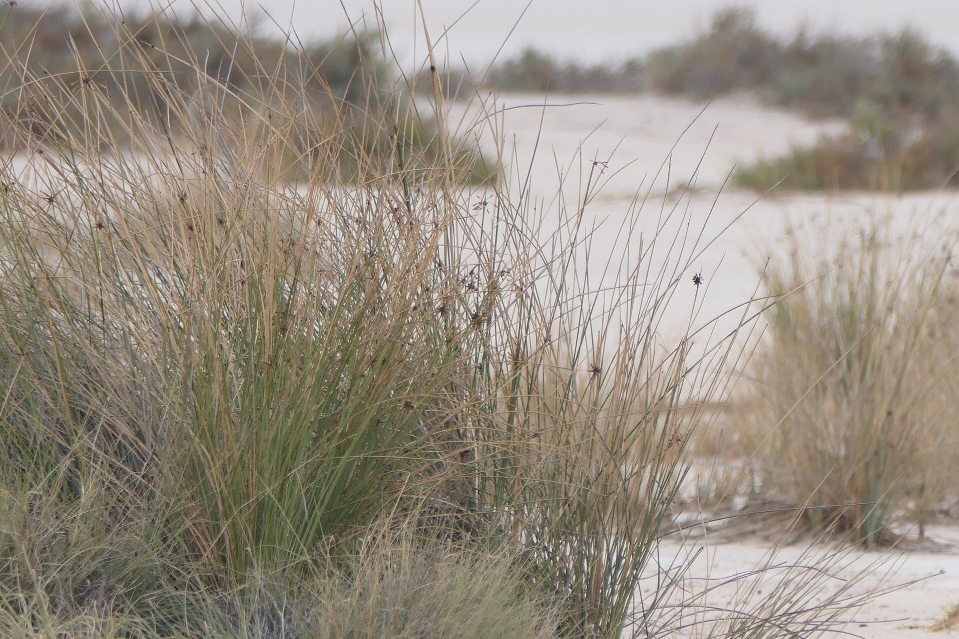 Cyperus marginatus — houseplant care guide