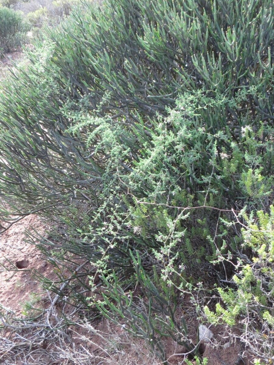 Asparagus fasciculatus habit