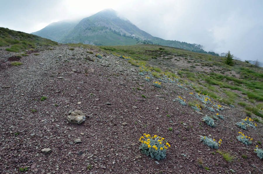 Jacobaea persoonii habit