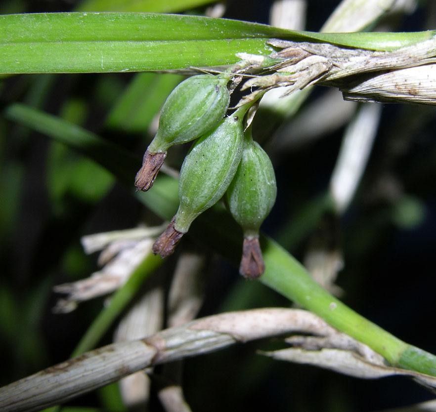 Scaphyglottis behrii — related species from the same genus
