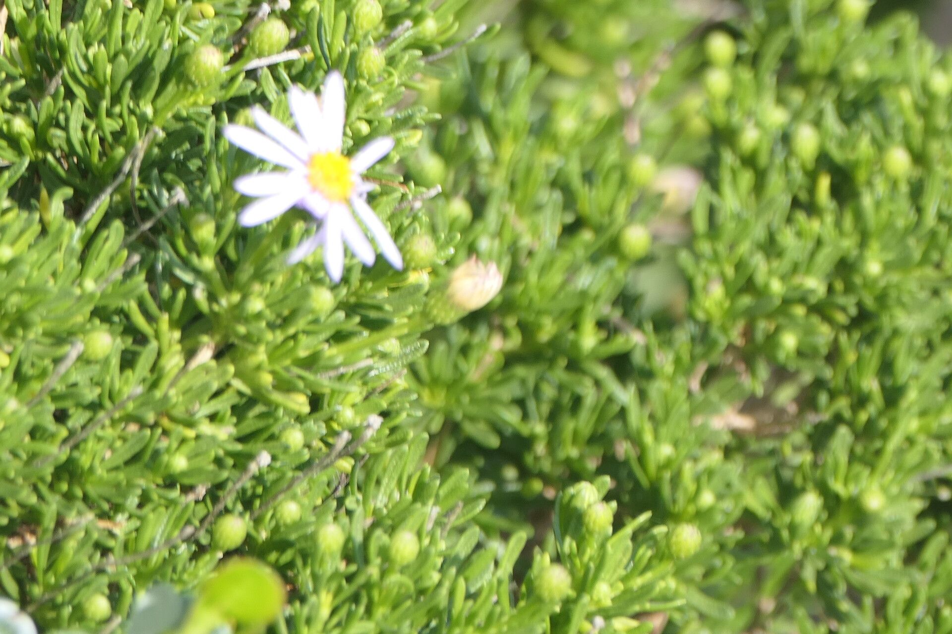 Felicia filifolia flower