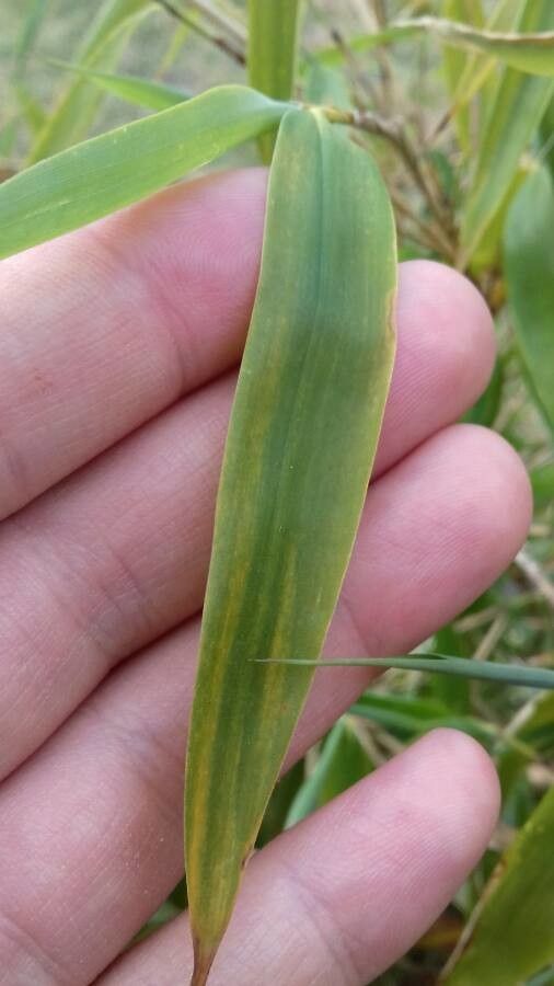 Fargesia robusta — search result for 'Bamboo'