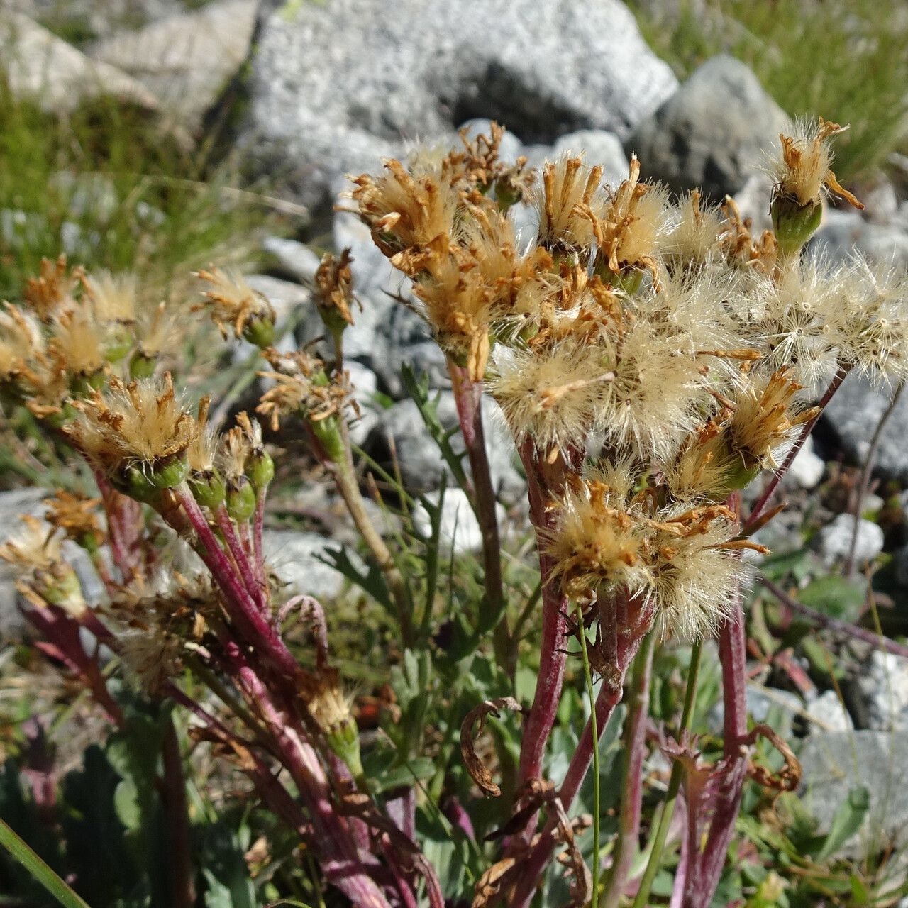 Jacobaea carniolica fruit