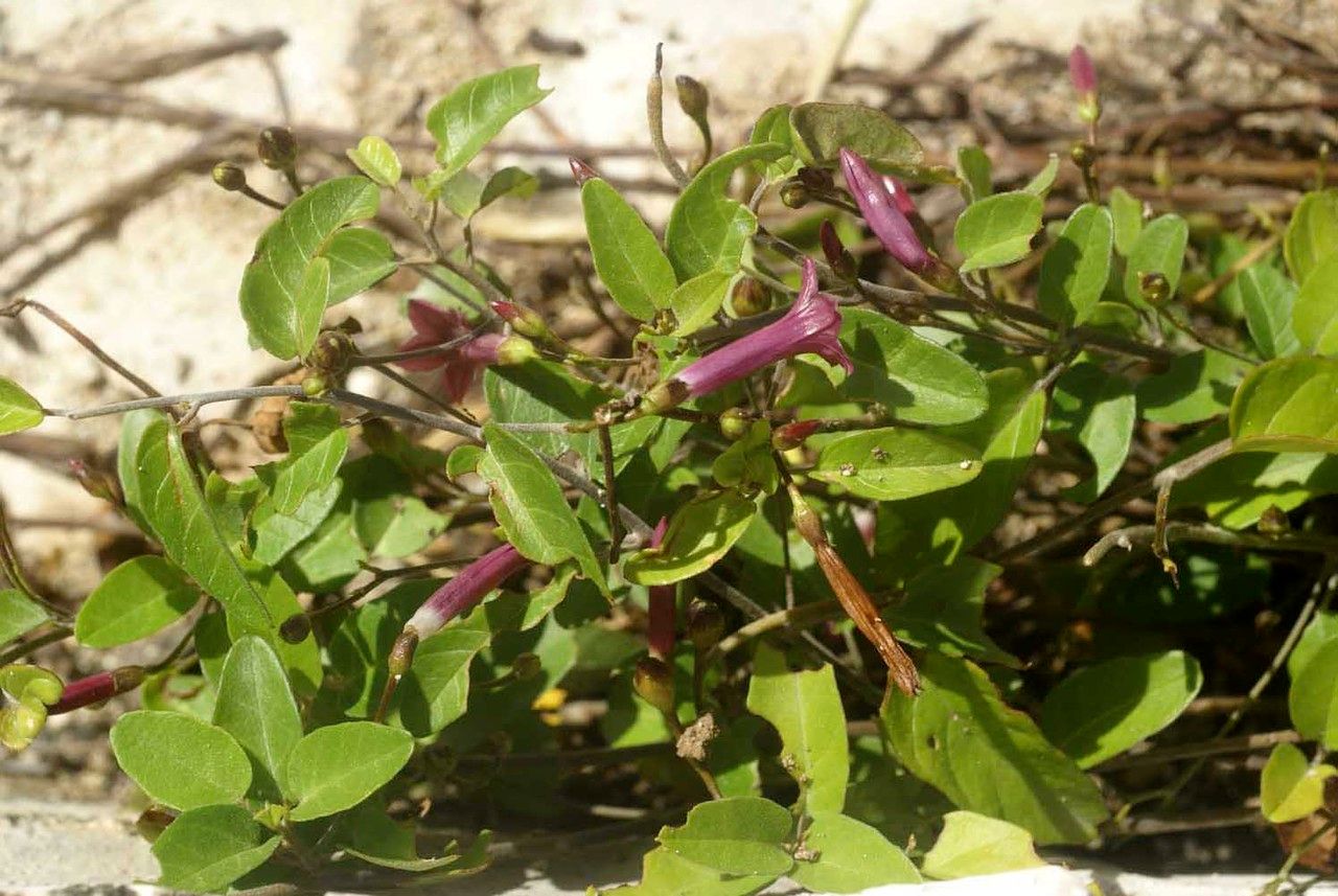 Jacquemontia solanifolia habit