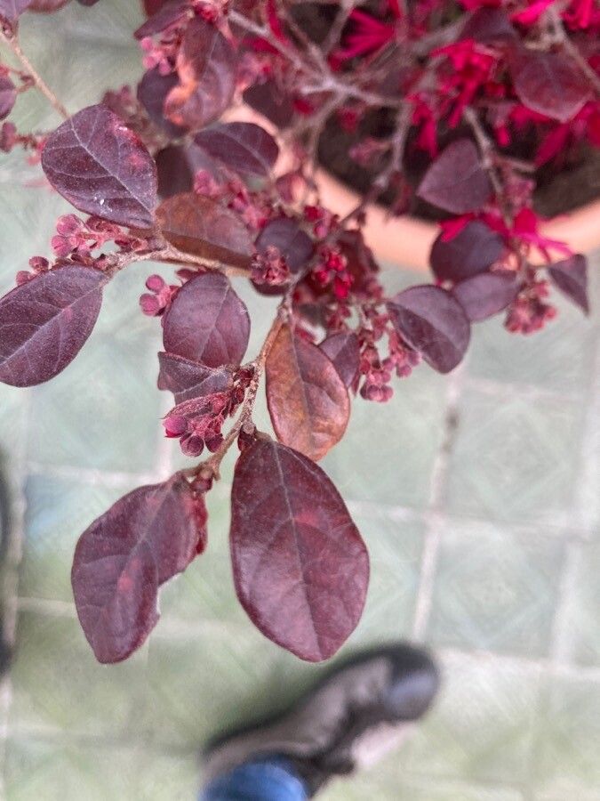Loropetalum lanceum leaf