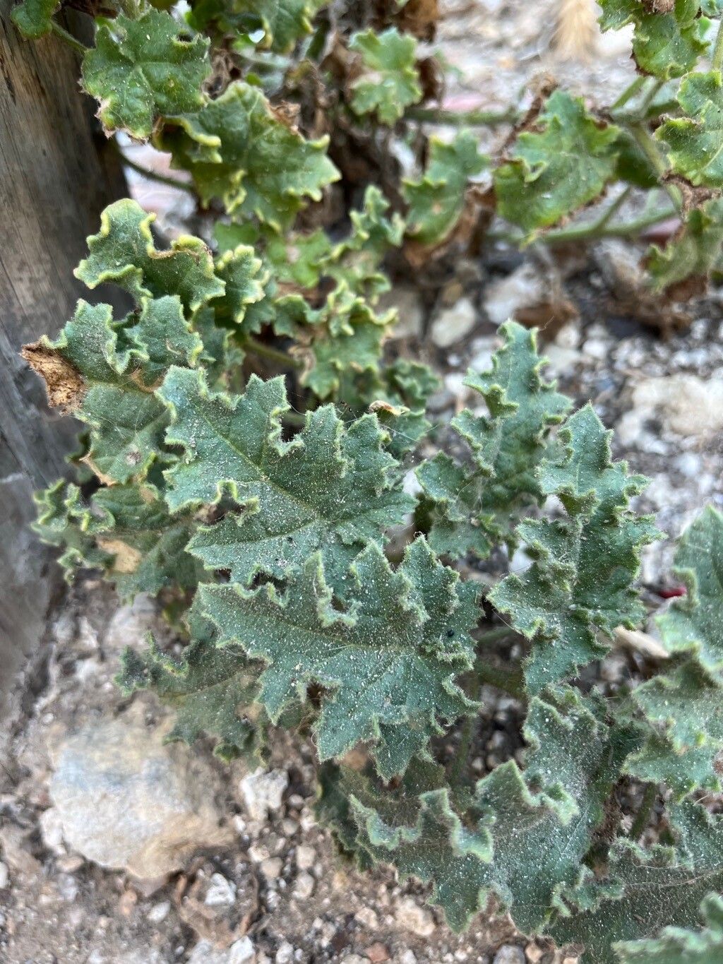 Hyoscyamus aureus — related species from the same genus