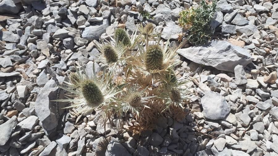 Eryngium spinalba fruit