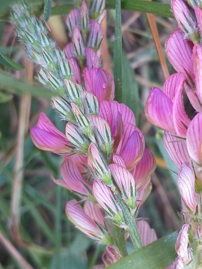 Onobrychis viciifolia flower