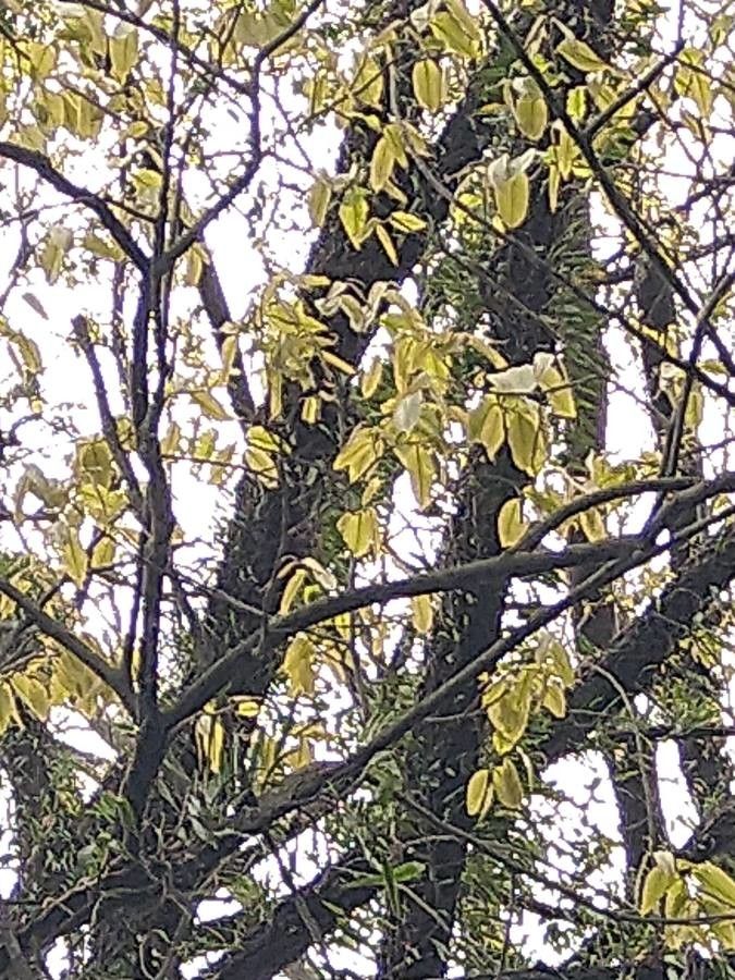 Cariniana legalis leaf