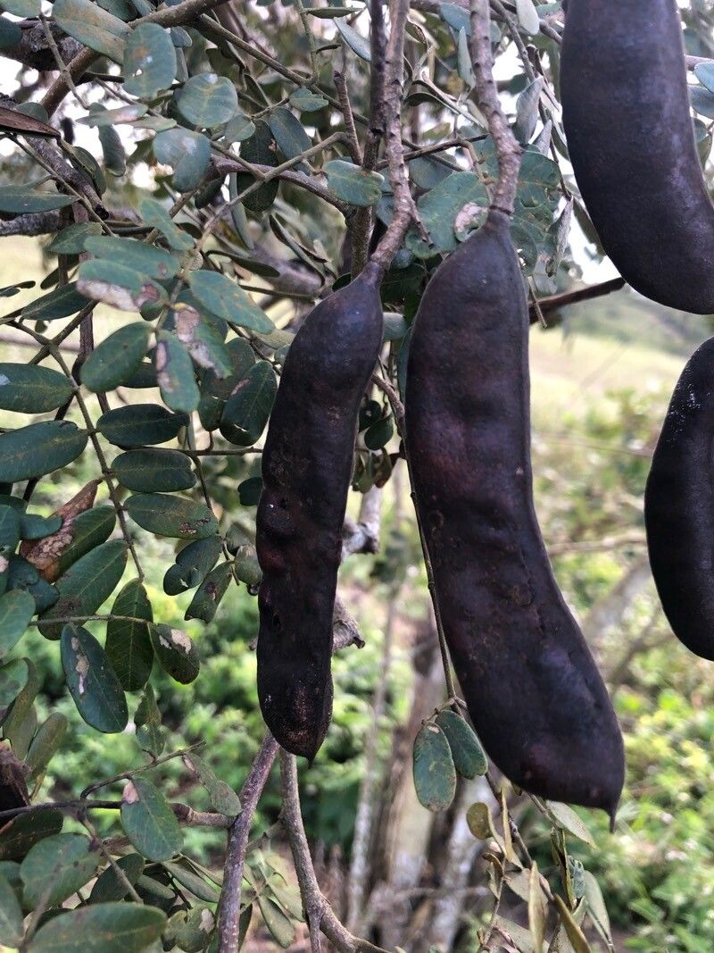 Machaerium biovulatum fruit
