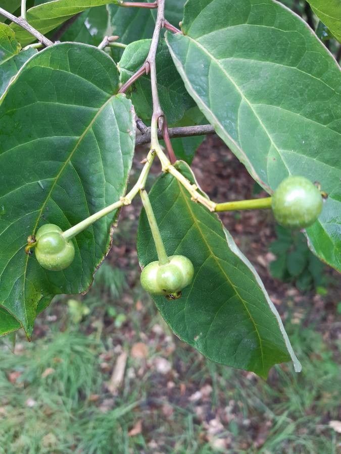 Neoshirakia japonica fruit