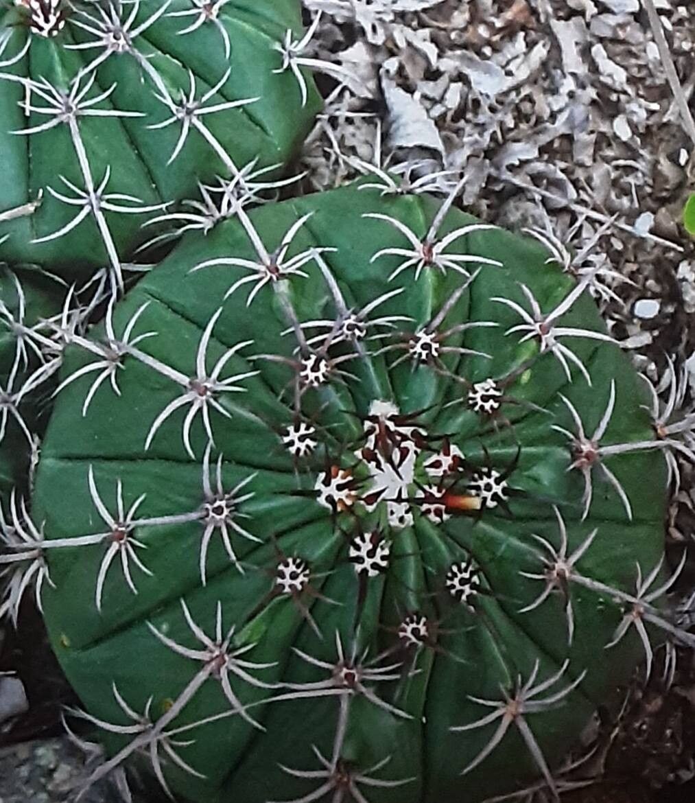 Melocactus braunii habit